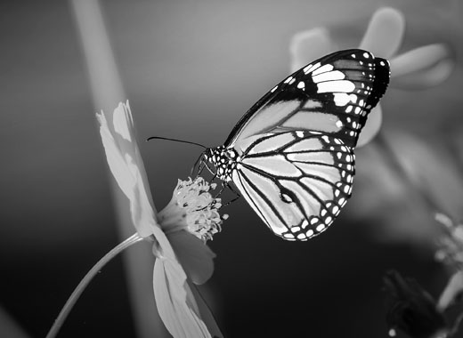 免费电话在线轰炸