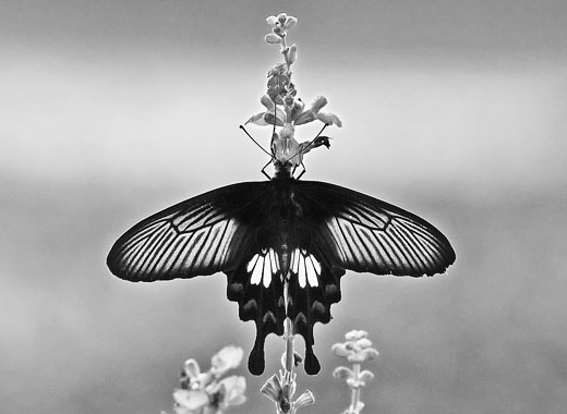 在线办公软件的不间断呼叫软件